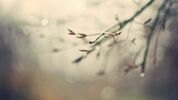 6909880-nature-branches-close-up.jpg