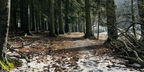 Waldweg Winter