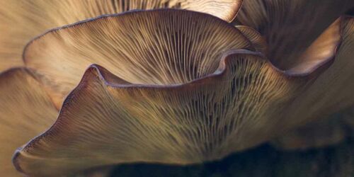 waldbaden-pilz.jpg (2)