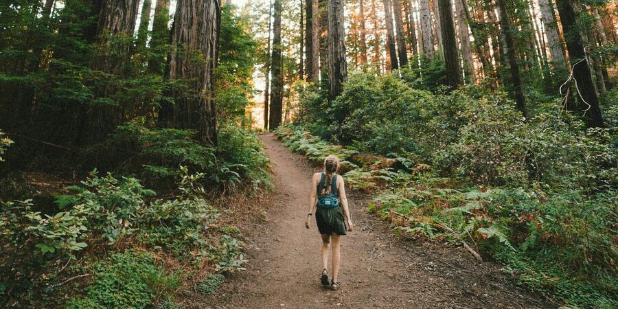Wanderung im Wald