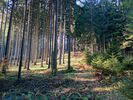 Herbstwald Herbstwald