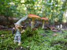 Kobold im magischen Reich © Diana Mirtschink.JPG (3) Kobold Versteckfix im magischen Reich